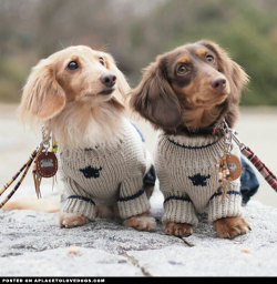 aplacetolovedogs:  Two adorable Dachshunds, Cookie and Nuts from