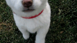 gifss-heaveen:  Gifs Gifs Gifs !