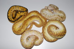 yoshinogari:  ball python, python regius