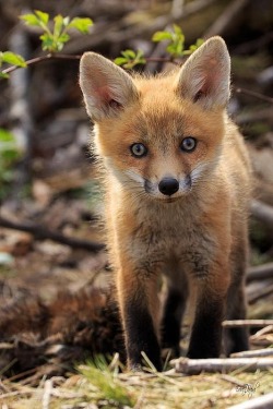 wolverxne:  Baby Red Fox In The Wild | by: { Everet Regal }