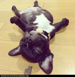 aplacetolovedogs:  Sweet Frenchie DouDou catching up on some