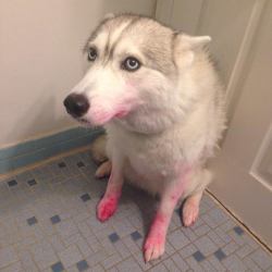 awwww-cute:  She just wanted to look pretty ended up being embarrassed.