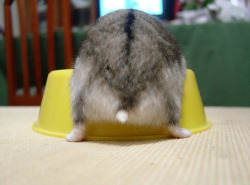 laughingsquid:  Photos of Cute and Fluffy Hamster Butts
