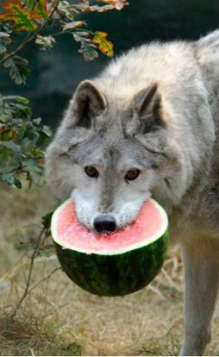 k-eke:  Big Watermelon Wolves :> !! Little by little they