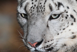 magicalnaturetour:Snow Leopard Stare (by Mark Dumont)