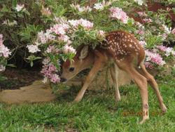 juipiter: I&rsquo;m really disappointed that I never see baby fawns. I looked at the map of &ldquo;where deer live&rdquo; and they&rsquo;re supposed to live in LA county. 
