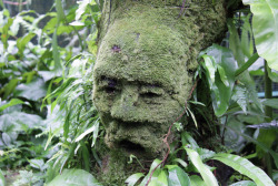 sixpenceee:  A moss covered statue located at the National Orchid