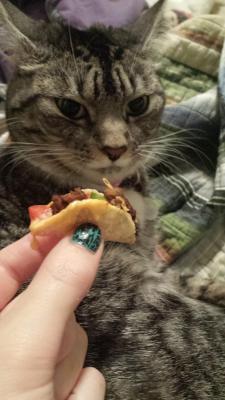 awwww-cute:  offered my cat a tiny taco. She said no