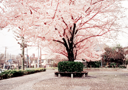 milkpeu:  Sakura,Toshima 2-chome,Kita-ku(桜吹雪，豊島2丁目，北区)