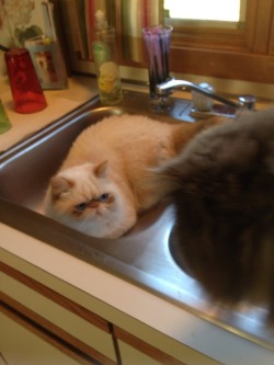 wheatles-the-cat:  Wheatley parked himself in the sink and Angie