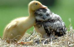 babyanimalsdaily:  Ducky loves the grumpy owlFollow Us for More