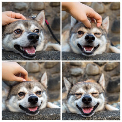 wittle-cutie:  funnycatsndogs:  I like head scratches via /r/aww