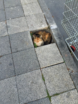 thebiblemachine:  tastefullyoffensive:  “If I fits, I sits.”