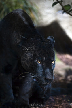 daughter-of-odin:  funnywildlife:  Dark Shadow Stare by Seb