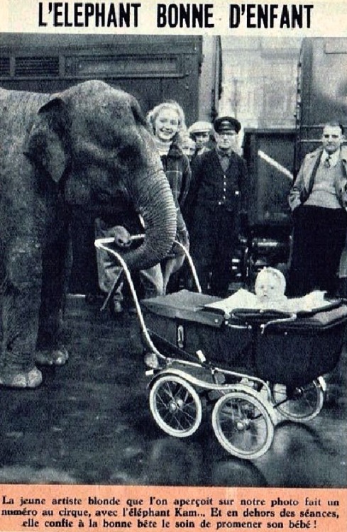 L'éléphant Kam bonne d'enfant, 1957.