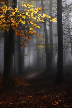 isawatree:  Misty forest by  Kristjan Rems   creepy and lovely