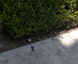 Went out to see a movie today and also got to see some lizards