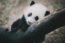 giantpandaphotos:  Mei Huan / Mei Lun at Zoo Atlanta in Georgia,