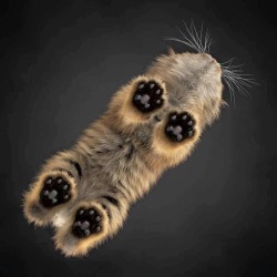online-cats:  My pals paws from a different perspective.
