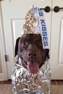 awwww-cute:  Chocolate Kiss (Source: http://ift.tt/2a8mrRt) 