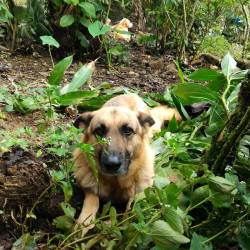 Siempre cuidando, siempre juntos… #dog #germansheppard