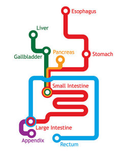 pterodactylpants:  (via FFFFOUND! | The Gastrointestinal System