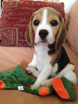 awwww-cute:  Rocky the warrior at 8 weeks