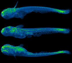 post-mitotic:  nervous system of a 5 mm long juvenile medaka