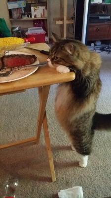 thaunderground:  my-steak:  Cat agrees. That steak was cooked