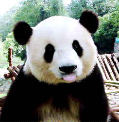 pandasgifs:  ∞ reasons to ♥ pandas: pandas + tongue 