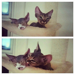 kittensoftheworld:  Always together 💕 #siblinglove #bigears