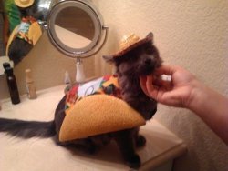 unimpressedcats:  taco cat is taco cat spelt backwards  