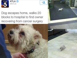 ladyandlily:  mazmoney:  what did humans do to deserve dogs 