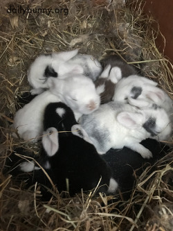 dailybunny:  Baby Bunny Cuddle Puddle!Thanks, Jessica!