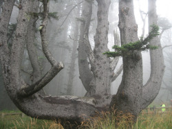 atlasobscura:  OCTOPUS TREE OF OREGON  -OCEANSIDE, OREGON  Located