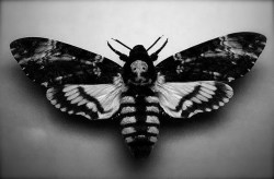 mortisia:  Death’s-head Hawkmoth The name refers to any one