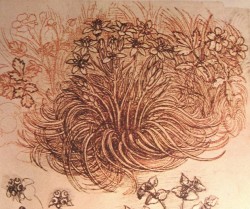 leonardodavinci-art:  Drawing of a botanical study, 1500 Leonardo
