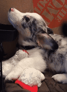 gifsboom:  Sleepy puppy can’t hold her head up!  too cute