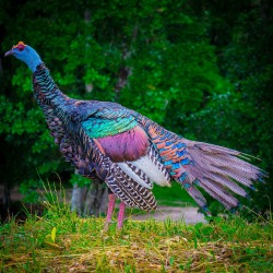 sixpenceee:  The ocellated turkey has iridescent feathers. It