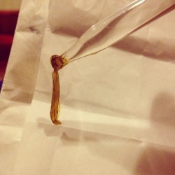 rogerdabbit:  Snake dab.