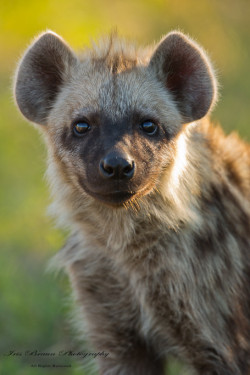 llbwwb:   (via 500px / Young Hyena by Iris Braun) 