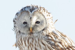 birds-of-prey-daily:  Ural owl