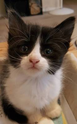 awwww-cute:  My gf wanted this kitten, I said no. So we settled