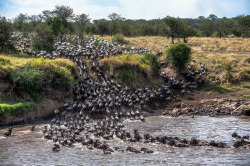 llbwwb:  Mara River Crossing; published by NatGeo (by jnhPhoto)