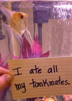 azaraampora:  modestdemidov:  robinistall:  fish shaming [x]