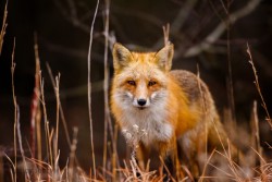 witchedways:  superbnature:  Red Fox by EJNP http://ift.tt/1w0LJ33