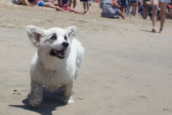 corgiaddict:  laceythecorgi:  trinketbaby:  Tegan the White Corgi