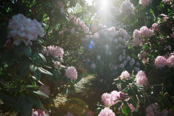 secret–gardens:Isn’t it too dreamy? 