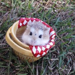 cutepetclub:  From @2.hopping.hammys: “Cheese the hamster”