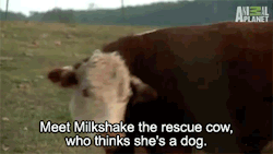surprisebitch:  my milkshake brings the dogs to the yard
